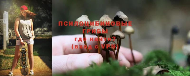 Псилоцибиновые грибы Cubensis  Вилюйск 